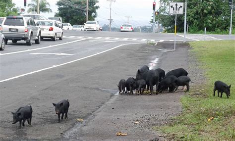 The problem of feral pigs - Hawaii Tribune-Herald