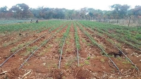 Continued progress in Gweru, Zimbabwe — Bear Valley Bible Institute