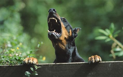 angry doberman pinscher dog Wallpapers HD / Desktop and Mobile Backgrounds