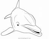 Close Up Of Dolphin Coloring Page For Kids  Free Dolphins Printable sketch template