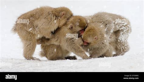 Japanese Snow Monkey babies playing on snow, Nagano, Japan Stock Photo ...