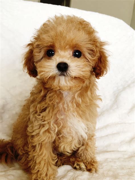 Teacup Maltipoo Puppy for sale los angeles, california | iHeartTeacups