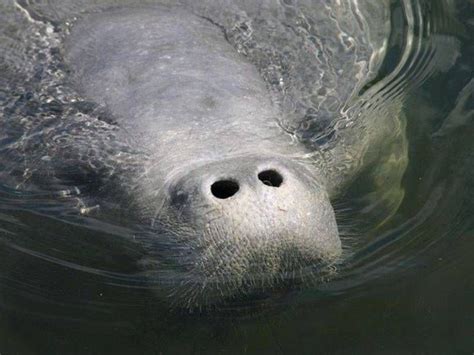 Wayward Manatee Spotted In Chesapeake Bay Off Virginia Coast | Manatee pictures, Manatee, North ...