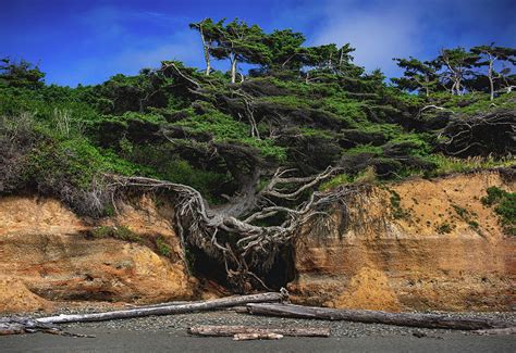 Kalaloch Tree of Life Root Cave 2, Washington Photograph by Abbie Matthews - Fine Art America