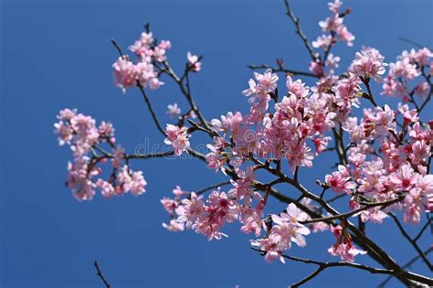 Cherry blossoms. stock photo. Image of taiwan, tree - 269923898