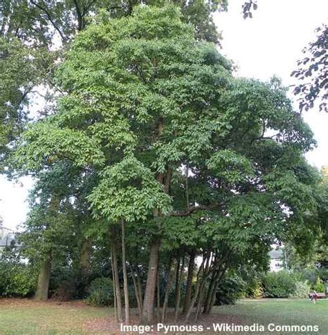 Sassafras Tree: Leaves, Flowers, Bark (Pictures) - Identification Guide