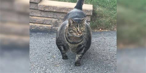 Buff Cat Is the Super Swole Kitty Winning the Internet's Heart