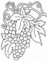 Grapes Coloring Pages To Print  Free Printable sketch template