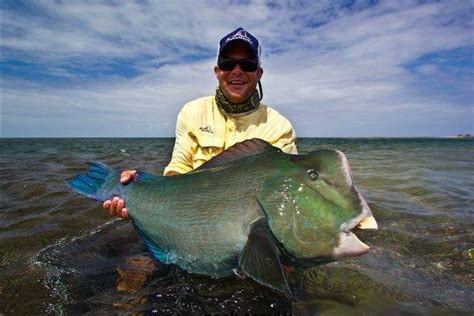 Big Fishes of the World: PARROTFISH HUMPHEAD (Bolbometopon muricatum)