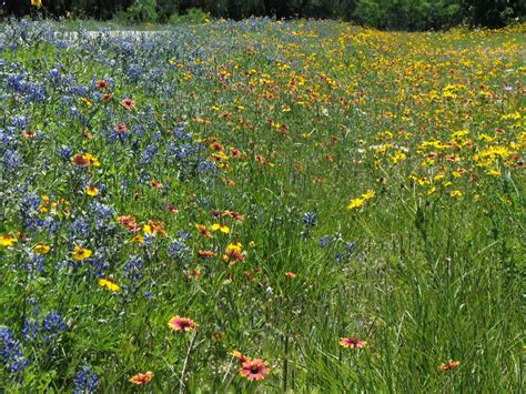 Texas wildflowers...blue bonnets, black eyed susans, and indian blankets | Black eyed susan ...