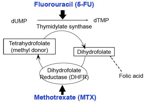 Methotrexate Mechanism of Action | Search Results | The Fast ... | Step 3 McGee! | Pinterest ...