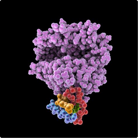 Plasma ACE2 concentration associated with increased risk of major cardiovascular events