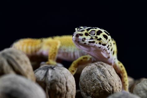 Understanding Leopard Gecko Behavior: What Your Pet Is Telling You - GeckoSavvy