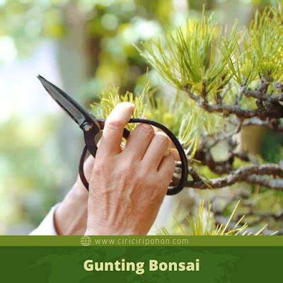 Macam-Macam Alat Bonsai Dan Kegunaannya - Ciriciripohon.com