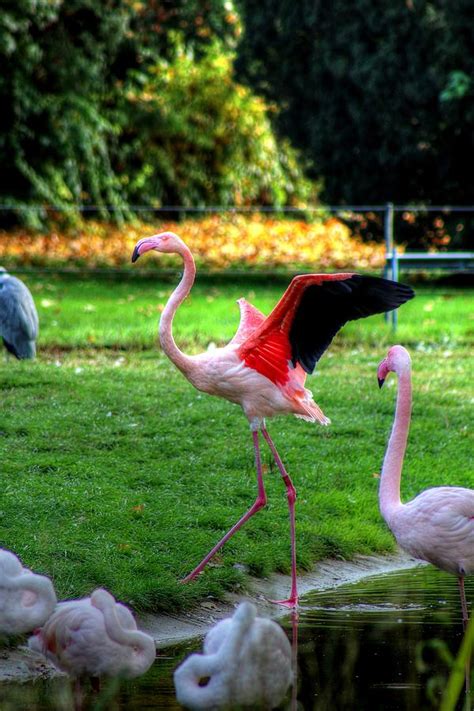 Zoo Stuttgart Germany Photograph by Paul James Bannerman - Fine Art America