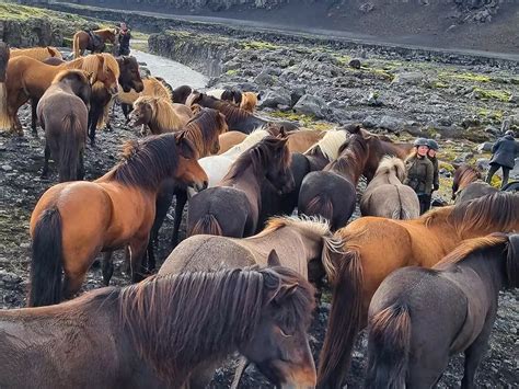 The many shades of Icelandic horses - Mr Iceland