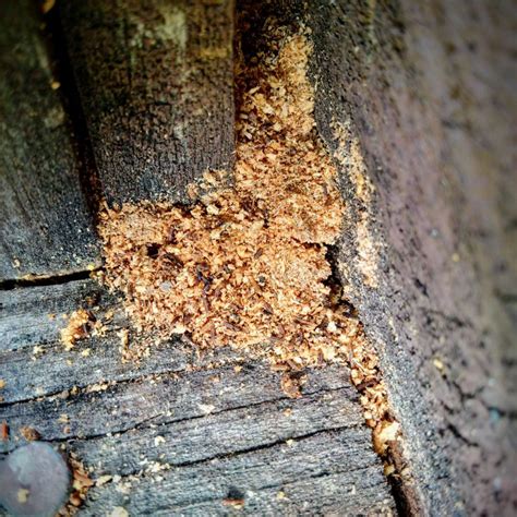 DO TERMITES LEAVE SAWDUST PILES BEHIND? - Colonial Pest Control