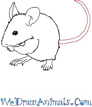 How to Draw a Realistic Mouse