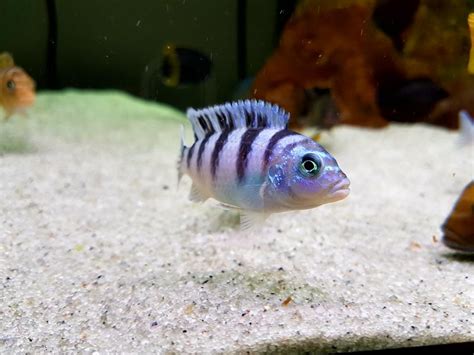 Show Us The Different Species of African Rift Lake Cichlids ...