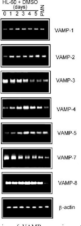 Azurophilic granules | Semantic Scholar