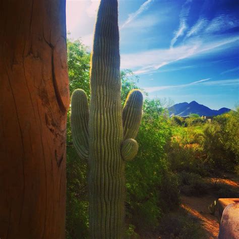 Desert Highlands Golf Club | Cactus plants, Plants, Cactus