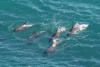 Kalbarri Dolphins 038a | These dolphins were playing in the … | Flickr