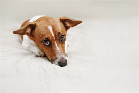 Why Is My Dog Throwing up Undigested Food, and What Can I Do? – Native Pet