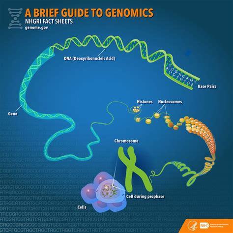 Genome, Human genome, Genome project