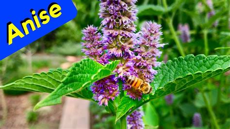 Anise Hyssop Herb Garden Care (Trim) - YouTube