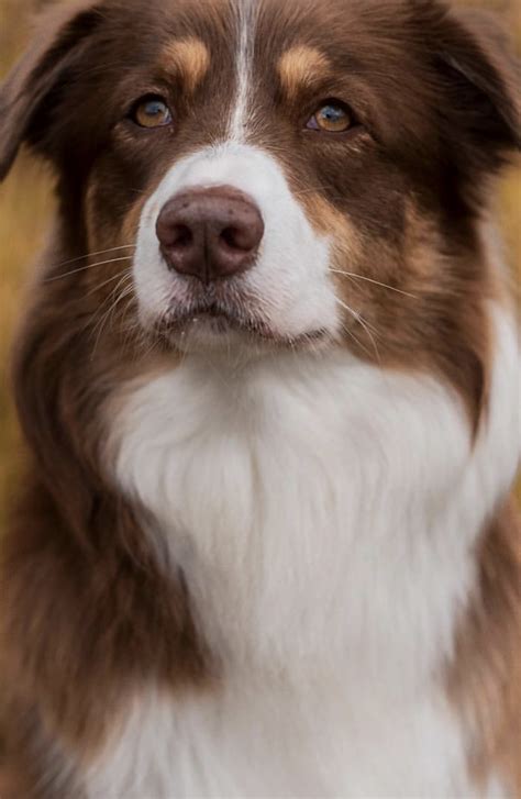 Beautiful Red Merle Aussie | Dog facts, Australian shepherd dogs, Beautiful dogs