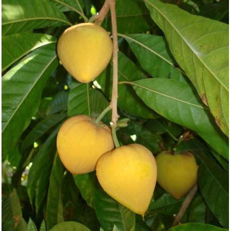 Egg Fruit Plant in Bangladesh all plant home delivery