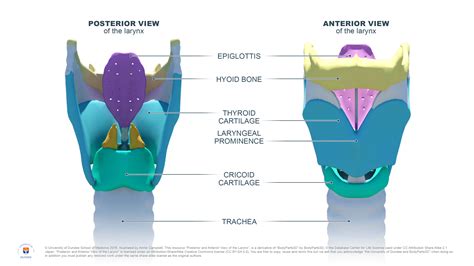 Labelled Diagram Of Larynx