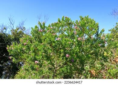 Featherbed Nature Reserve Stock Photos - 76 Images | Shutterstock