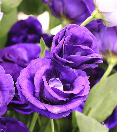 Top 10 Most Beautiful Purple Roses