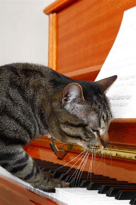 Cat Plays Piano Stock Photos - Image: 33112543