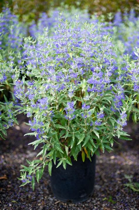 SPIRAEA BLUE MIST For Sale in Boulder Colorado