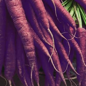 Black Carrot Seeds Black Nebula Carrot Seeds Daucus Carota Purple ...