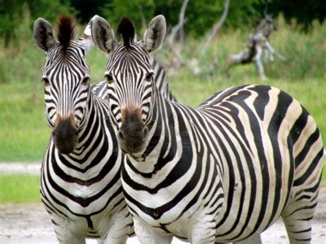 Two zebras Herbivores, Zebras, Equines, Cute Animals, Two By Two, African, Stock Photos, Stripes ...