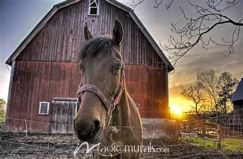 Horse at Sunset Wallpaper Wall Mural by Magic Murals