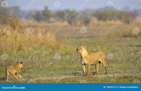 Lioness after Hunting with Cubs. Stock Photo - Image of lion, baby: 16609714