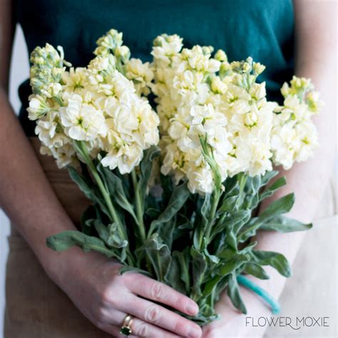 Yellow Stock Flower | Bulk Fresh DIY Wedding Flowers | Flower Moxie