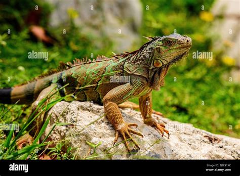 And in the subfamily Iguanidae. Green iguana, also known as the American iguana, herbivorous ...