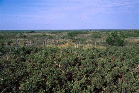 Ecoregion 25 - Western High Plains, Sample 2312 - | Land Cover Trends Project | US EPA