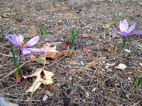 The Saffron Harvest