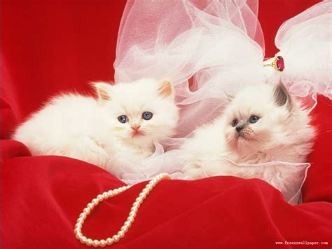 Random wallpapers: Cute Cats Wallpapers