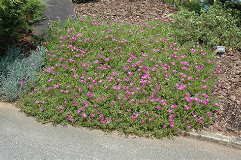 Purple Ice Plant (Delosperma cooperi) in Richmond Fairfax Loudoun ...