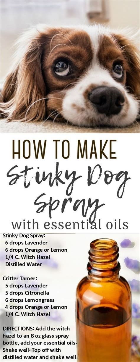 Dog Odor Spray, Dog Deodorizer Spray, Pet Spray, Essential Oil Dog ...