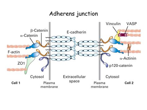 PPT - Cell Adhesion and Extracellular Matrix PowerPoint Presentation, free download - ID:6696078