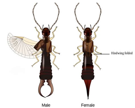 Earwig Facts, Interesting Myths, and Natural Pest Control - Owlcation