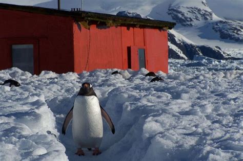 Antarctica the movie - Discovering Antarctica | Antarctica, Movies, Discover